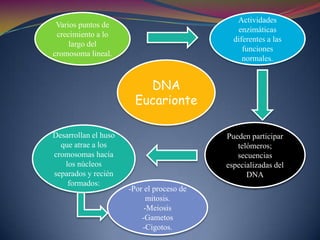 Círculos de DNA contienen replicones