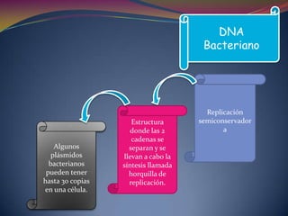  Las células eucariotas contienen mitocondrias y en algunos casos cloroplastos por dentro moléculas circular de DNA