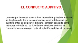 EL CONDUCTO AUDITIVO.
Una vez que las ondas sonoras han superado el pabellón auditivo,
se desplazan de dos a tres centímetros dentro del conducto
auditivo antes de golpear el tímpano, también conocido como
membrana timpánica. La función del conducto auditivo es
transmitir los sonidos que capta el pabellón auditivo al tímpano.
 