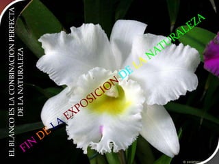 EL BLANCO ES LA CONBINACION PERFECTA DE LA NATURALEZAFINDELAEXPOSICION DELANATURALEZA