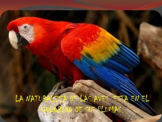 LA NATURALEZA DE LAS AVES  ESTA EN EL COLORIDO DE SUS PLUMAS.