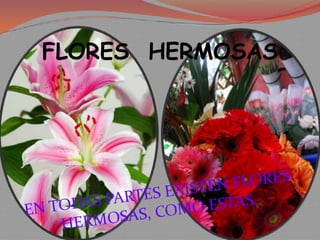 EN TODAS PARTES EXISTEN FLORES  HERMOSAS, COMO ESTAS.FLORES  HERMOSAS