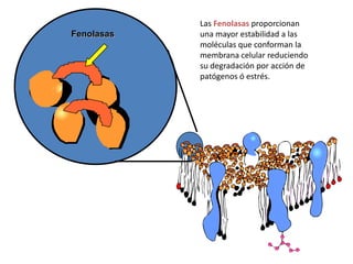 Las Fenolasas proporcionan
Fenolasas   una mayor estabilidad a las
            moléculas que conforman la
            membrana celular reduciendo
            su degradación por acción de
            patógenos ó estrés.
 