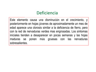 Deficiencia
Este elemento causa una disminución en el crecimiento, y
posteriormente en hojas jóvenes de aproximadamente un mes de
edad aparece una clorosis similar a la deficiencia de fierro, pero
con la red de nervaduras verdes mas engrosadas. Los síntomas
iníciales tienden a desaparecer en pocas semanas y las hojas
maduras se ponen más gruesas con las nervaduras
sobresalientes.
 