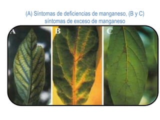 (A) Síntomas de deficiencias de manganeso, (B y C)
         síntomas de exceso de manganeso
 