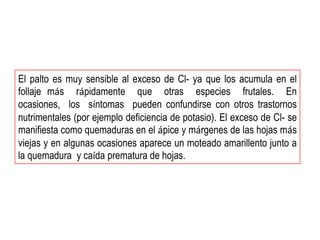 El palto es muy sensible al exceso de Cl- ya que los acumula en el
follaje más rápidamente que otras especies frutales. En
ocasiones, los síntomas pueden confundirse con otros trastornos
nutrimentales (por ejemplo deficiencia de potasio). El exceso de Cl- se
manifiesta como quemaduras en el ápice y márgenes de las hojas más
viejas y en algunas ocasiones aparece un moteado amarillento junto a
la quemadura y caída prematura de hojas.
 