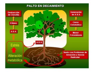 Estrés

Alteración
metabólica
 