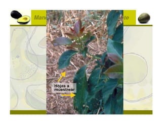 Nutrición en el cultivo de palto