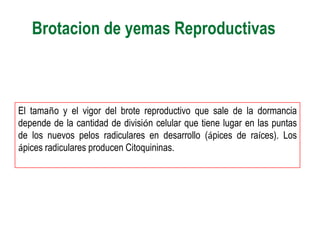 Brotacion de yemas Reproductivas



El tamaño y el vigor del brote reproductivo que sale de la dormancia
depende de la cantidad de división celular que tiene lugar en las puntas
de los nuevos pelos radiculares en desarrollo (ápices de raíces). Los
ápices radiculares producen Citoquininas.
 