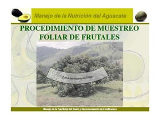 Nutrición en el cultivo de palto