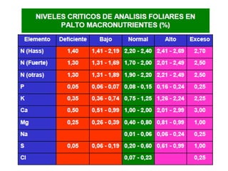 Nutrición en el cultivo de palto