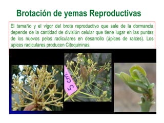 Brotación de yemas Reproductivas
El tamaño y el vigor del brote reproductivo que sale de la dormancia
depende de la cantidad de división celular que tiene lugar en las puntas
de los nuevos pelos radiculares en desarrollo (ápices de raíces). Los
ápices radiculares producen Citoquininas.
 