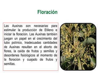 Floración

Las Auxinas son necesarias para
estimular la producción de Etileno e
iniciar la floración. Las Auxinas también
juegan un papel en el crecimiento del
tubo polínico, Inadecuadas cantidades
de Auxinas resultan en el aborto de
flores, la caída de frutos y semillas y
desordenes fisiológicos al momento de
la floración y cuajado de frutos y
semillas.
 