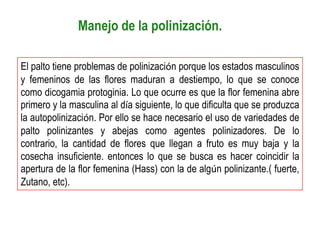 Manejo de la polinización.

El palto tiene problemas de polinización porque los estados masculinos
y femeninos de las flores maduran a destiempo, lo que se conoce
como dicogamia protoginia. Lo que ocurre es que la flor femenina abre
primero y la masculina al día siguiente, lo que dificulta que se produzca
la autopolinización. Por ello se hace necesario el uso de variedades de
palto polinizantes y abejas como agentes polinizadores. De lo
contrario, la cantidad de flores que llegan a fruto es muy baja y la
cosecha insuficiente. entonces lo que se busca es hacer coincidir la
apertura de la flor femenina (Hass) con la de algún polinizante.( fuerte,
Zutano, etc).
 