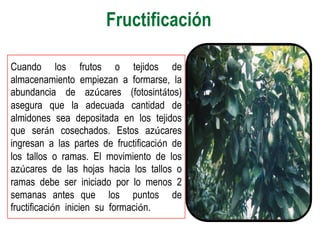 Fructificación

Cuando los frutos o tejidos de
almacenamiento empiezan a formarse, la
abundancia de azúcares (fotosintátos)
asegura que la adecuada cantidad de
almidones sea depositada en los tejidos
que serán cosechados. Estos azúcares
ingresan a las partes de fructificación de
los tallos o ramas. El movimiento de los
azúcares de las hojas hacia los tallos o
ramas debe ser iniciado por lo menos 2
semanas antes que los puntos de
fructificación inicien su formación.
 