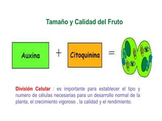 Tamaño y Calidad del Fruto




División Celular : es importante para establecer el tipo y
numero de células necesarias para un desarrollo normal de la
planta, el crecimiento vigoroso , la calidad y el rendimiento.
 