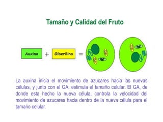 Tamaño y Calidad del Fruto




La auxina inicia el movimiento de azucares hacia las nuevas
células, y junto con el GA, estimula el tamaño celular. El GA, de
donde esta hecho la nueva célula, controla la velocidad del
movimiento de azucares hacia dentro de la nueva célula para el
tamaño celular.
 