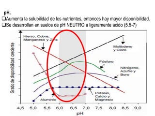 pH.
Aumenta la solubilidad de los nutrientes, entonces hay mayor disponibilidad.
Se desarrollan en suelos de pH NEUTRO a ligeramente acido (5.5-7)
 