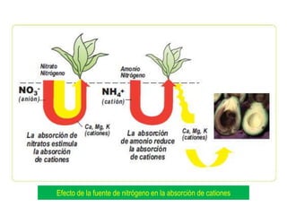 Efecto de la fuente de nitrógeno en la absorción de cationes
 