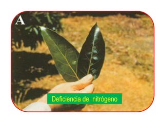 Deficiencia de nitrógeno
 