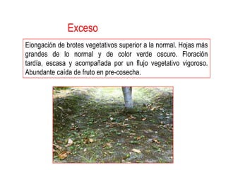 Exceso
Elongación de brotes vegetativos superior a la normal. Hojas más
grandes de lo normal y de color verde oscuro. Floración
tardía, escasa y acompañada por un flujo vegetativo vigoroso.
Abundante caída de fruto en pre-cosecha.
 