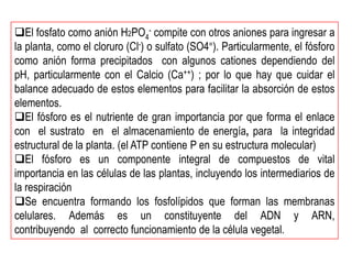 El fosfato como anión H2PO4- compite con otros aniones para ingresar a
la planta, como el cloruro (Cl-) o sulfato (SO4=). Particularmente, el fósforo
como anión forma precipitados con algunos cationes dependiendo del
pH, particularmente con el Calcio (Ca++) ; por lo que hay que cuidar el
balance adecuado de estos elementos para facilitar la absorción de estos
elementos.
El fósforo es el nutriente de gran importancia por que forma el enlace
con el sustrato en el almacenamiento de energía, para la integridad
estructural de la planta. (el ATP contiene P en su estructura molecular)
El fósforo es un componente integral de compuestos de vital
importancia en las células de las plantas, incluyendo los intermediarios de
la respiración
Se encuentra formando los fosfolípidos que forman las membranas
celulares. Además es un constituyente del ADN y ARN,
contribuyendo al correcto funcionamiento de la célula vegetal.
 