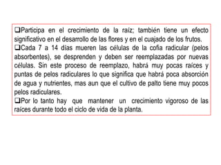 Participa en el crecimiento de la raíz; también tiene un efecto
significativo en el desarrollo de las flores y en el cuajado de los frutos.
Cada 7 a 14 días mueren las células de la cofia radicular (pelos
absorbentes), se desprenden y deben ser reemplazadas por nuevas
células. Sin este proceso de reemplazo, habrá muy pocas raíces y
puntas de pelos radiculares lo que significa que habrá poca absorción
de agua y nutrientes, mas aun que el cultivo de palto tiene muy pocos
pelos radiculares.
Por lo tanto hay que mantener un crecimiento vigoroso de las
raíces durante todo el ciclo de vida de la planta.
 