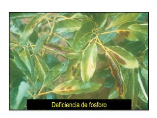 Deficiencia de fosforo
 