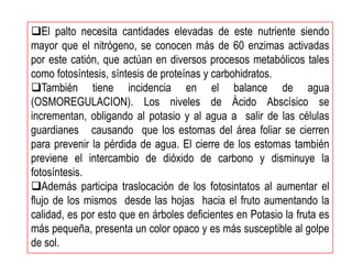 El palto necesita cantidades elevadas de este nutriente siendo
mayor que el nitrógeno, se conocen más de 60 enzimas activadas
por este catión, que actúan en diversos procesos metabólicos tales
como fotosíntesis, síntesis de proteínas y carbohidratos.
También tiene incidencia en el balance de agua
(OSMOREGULACION). Los niveles de Ácido Abscísico se
incrementan, obligando al potasio y al agua a salir de las células
guardianes causando que los estomas del área foliar se cierren
para prevenir la pérdida de agua. El cierre de los estomas también
previene el intercambio de dióxido de carbono y disminuye la
fotosíntesis.
Además participa traslocación de los fotosintatos al aumentar el
flujo de los mismos desde las hojas hacia el fruto aumentando la
calidad, es por esto que en árboles deficientes en Potasio la fruta es
más pequeña, presenta un color opaco y es más susceptible al golpe
de sol.
 