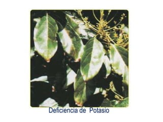 Deficiencia de Potasio
 