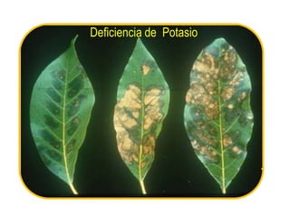 Deficiencia de Potasio
 