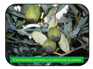 Enfermedades asociadas a la deficiencia de potasio
 