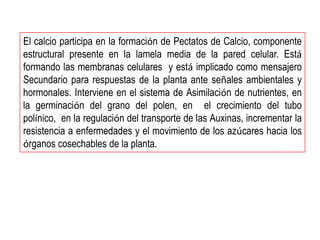 El calcio participa en la formación de Pectatos de Calcio, componente
estructural presente en la lamela media de la pared celular. Está
formando las membranas celulares y está implicado como mensajero
Secundario para respuestas de la planta ante señales ambientales y
hormonales. Interviene en el sistema de Asimilación de nutrientes, en
la germinación del grano del polen, en el crecimiento del tubo
polínico, en la regulación del transporte de las Auxinas, incrementar la
resistencia a enfermedades y el movimiento de los azúcares hacia los
órganos cosechables de la planta.
 