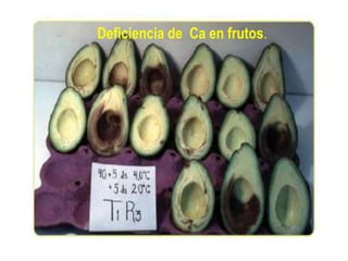 Deficiencia de Ca en frutos.
 