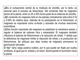 Es el componente central de la molécula de clorofila, por lo tanto, es
esencial para el proceso de fotosíntesis. Del contenido total de magnesio
dentro de la planta, entre un 25 a 30% forma parte de la molécula de clorofila.
El contenido de magnesio total en las plantas normalmente está entre 0.10
y 0.55% de materia seca. Además de su participación en la fotosíntesis, el
magnesio es importante como co-factor y activador de muchas reacciones
enzimáticas.
Otra función importante del magnesio es estabilizar la membrana celular y
regular el balance de cationes intra y extracelular. El magnesio también
influencia el balance de fitohormonas y la reducción de nitrato. Y señala que
la deficiencia de magnesio inhibe la reducción de nitrato y la producción de
fitohormonas. Se atribuye que altos niveles de magnesio promueven la
germinación del polen.
El Mg2+ tiene carga positiva (catión), por lo que puede ser fijado por suelos
arcillosos, al igual que el potasio y el calcio, disminuyendo el suministro hacia
la planta
 