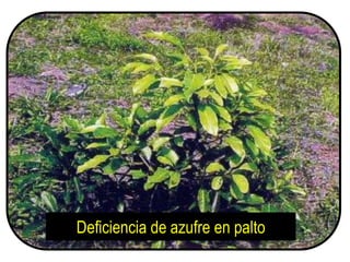 Deficiencia de azufre en palto
 