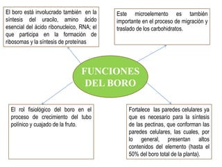 El boro está involucrado también en la     Este microelemento es también
síntesis del uracilo, amino ácido          importante en el proceso de migración y
esencial del ácido ribonucleico, RNA; el   traslado de los carbohidratos.
que participa en la formación de
ribosomas y la síntesis de proteínas



                                 FUNCIONES
                                  DEL BORO

  El rol fisiológico del boro en el             Fortalece las paredes celulares ya
  proceso de crecimiento del tubo               que es necesario para la síntesis
  polínico y cuajado de la fruto.               de las pectinas, que conforman las
                                                paredes celulares, las cuales, por
                                                lo general, presentan altos
                                                contenidos del elemento (hasta el
                                                50% del boro total de la planta).
 