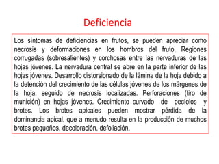 Deficiencia
Los síntomas de deficiencias en frutos, se pueden apreciar como
necrosis y deformaciones en los hombros del fruto, Regiones
corrugadas (sobresalientes) y corchosas entre las nervaduras de las
hojas jóvenes. La nervadura central se abre en la parte inferior de las
hojas jóvenes. Desarrollo distorsionado de la lámina de la hoja debido a
la detención del crecimiento de las células jóvenes de los márgenes de
la hoja, seguido de necrosis localizadas. Perforaciones (tiro de
munición) en hojas jóvenes. Crecimiento curvado de pecíolos y
brotes. Los brotes apicales pueden mostrar pérdida de la
dominancia apical, que a menudo resulta en la producción de muchos
brotes pequeños, decoloración, defoliación.
 