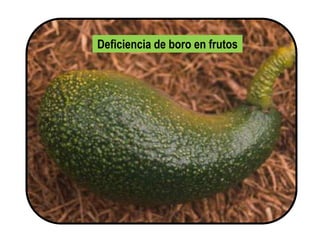 Deficiencia de boro en frutos
 
