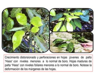 Crecimiento distorsionado y perforaciones en hojas jóvenes de palto
‘Hass’ con niveles menores a lo normal de boro. Hojas maduras de
palta ‘Hass’ con niveles foliares menores a lo normal de boro. Nótese la
deformación de los márgenes de las hojas.
 