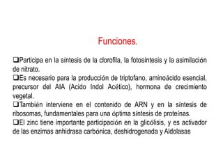 Funciones.
Participa en la síntesis de la clorofila, la fotosíntesis y la asimilación
de nitrato.
Es necesario para la producción de triptofano, aminoácido esencial,
precursor del AIA (Acido Indol Acético), hormona de crecimiento
vegetal.
También interviene en el contenido de ARN y en la síntesis de
ribosomas, fundamentales para una óptima síntesis de proteínas.
El zinc tiene importante participación en la glicólisis, y es activador
de las enzimas anhidrasa carbónica, deshidrogenada y Aldolasas
 