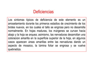 Deficiencias
Los síntomas típicos de deficiencia de este elemento es un
arrosetamiento durante los primeros estadios de crecimiento de los
brotes nuevos, en los cuales el tallo se engrosa pero no desarrolla
normalmente. En hojas maduras, los márgenes se curvan hacia
abajo y la hoja se arquea; asimismo, las nervaduras desarrollan una
coloración amarilla en la superficie superior de la hoja, en algunos
casos aparecen áreas amarillas entre las nervaduras dando un
aspecto de mosaico, la lámina foliar se engrosa y se vuelve
quebradiza.
 