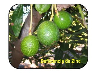 Deficiencia de Zinc
 