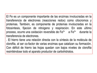 El Fe es un componente importante de las enzimas involucradas en la
transferencia de electrones (reacciones redox) como citocromos y
proteínas. También, es componente de proteínas involucradas en la
fotosíntesis, fijación de nitrógeno y respiración. En este último
proceso, ocurre una oxidación reversible de Fe2+ a Fe3+ durante la
transferencia de electrones.
. El hierro tiene una relación directa con la síntesis de la molécula de
clorofila, al ser co-factor de varias enzimas que catalizan su formación.
Con déficit de hierro las hojas quedan con bajos niveles de clorofila
resintiéndose todo el aparato productor de carbohidratos.
 
