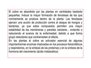 El cobre es absorbido por las plantas en cantidades bastante
pequeñas, Induce la mayor formación de fenolasas de las que
normalmente se produce dentro de la planta. Las fenolasas
ejercen una acción de protección contra el ataque de hongos y
bacterias, ya que estos compuestos permiten una mayor
estabilidad de las membranas y paredes celulares , evitando o
reduciendo el avance de la enfermedad, debido a que forma
grupo reductores que contrarrestan el efecto.
En las plantas el cobre es activador esencial de algunas
importantísimas enzimas implicadas en los procesos fotosintéticos
y respiratorios, en la síntesis de las proteínas y en la síntesis de la
hormona del crecimiento (ácido indolacético)
 