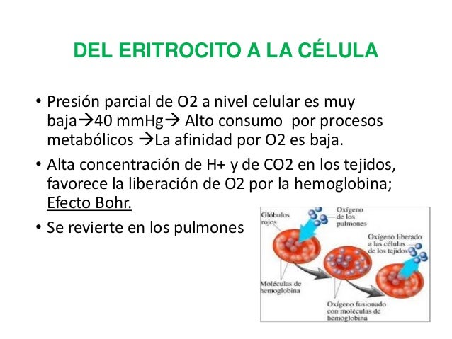 Metabolismo Del Oxigeno Metabolismo Del Oxigeno
