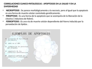 CORRELACIONES CLINICO-PATOLOGICAS : APOPTOSSIS EN LA SALUD Y EN LA
EMFERMEDAD
• NECROPTOSIS : Se parece morfológicamente a la necrosis, pero al igual que la apoptosis
es una forma de muerte celular controlada genéticamente .
• PIROPTOSIS : Es una forma de la apoptosis que se acompaña de la liberación de la
citosina ( inductora de fiebre).
• FERROPTOSIS : Es una vía de muerte celular dependiente del hierro inducida por la
peroxidación de lípidos .
 