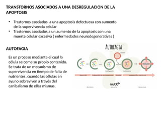 TRANSTORNOS ASOCIADOS A UNA DESREGULACION DE LA
APOPTOSIS
• Trastornos asociados a una apoptosis defectuosa con aumento
de la supervivencia celular
• Trastornos asociados a un aumento de la apoptosis con una
muerte celular excesiva ( enfermedades neurodegenerativas )
AUTOFAGIA
Es un proceso mediante el cual la
célula se come su propio contenido.
Se trata de un mecanismo de
supervivencia en tiempo de falta de
nutrientes ,cuando las células en
ayuno sobreviven a través del
canibalismo de ellas mismas.
 