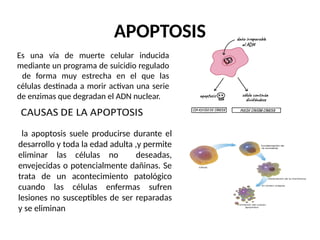 APOPTOSIS
Es una vía de muerte celular inducida
mediante un programa de suicidio regulado
de forma muy estrecha en el que las
células destinada a morir activan una serie
de enzimas que degradan el ADN nuclear.
la apoptosis suele producirse durante el
desarrollo y toda la edad adulta ,y permite
eliminar las células no deseadas,
envejecidas o potencialmente dañinas. Se
trata de un acontecimiento patológico
cuando las células enfermas sufren
lesiones no susceptibles de ser reparadas
y se eliminan
 