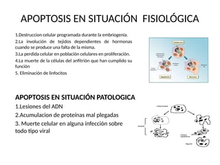 APOPTOSIS EN SITUACIÓN FISIOLÓGICA
APOPTOSIS EN SITUACIÓN PATOLOGICA
1.Lesiones del ADN
2.Acumulacion de proteínas mal plegadas
3. Muerte celular en alguna infección sobre
todo tipo viral
1.Destruccion celular programada durante la embriogenia.
2.La involución de tejidos dependientes de hormonas
cuando se produce una falta de la misma.
3.La perdida celular en población celulares en proliferación.
4.La muerte de la células del anfitrión que han cumplido su
función
5. Eliminación de linfocitos
 